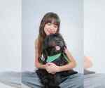 Small #1 Shih-Poo