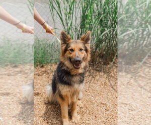 Eliska - Female German Shepherd Dog-Unknown Mix Dog for Adoption - Photo #5