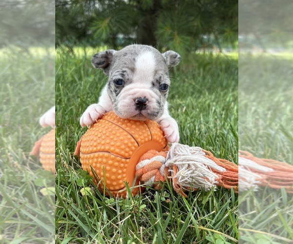 Medium Photo #3 French Bulldog Puppy For Sale in MIDDLEBURY, IN, USA