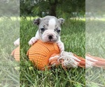 Small #2 French Bulldog