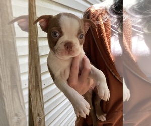 Boston Terrier Puppy for sale in REDDICK, FL, USA