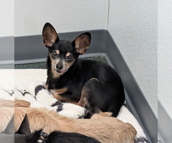 Medium Photo #1 Chihuahua-Unknown Mix Puppy For Sale in Chico, CA, USA