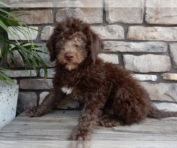 Medium Photo #2 Miniature Labradoodle Puppy For Sale in MILLERSBURG, OH, USA
