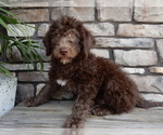 Small #1 Miniature Labradoodle