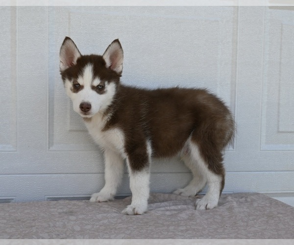 Medium Photo #2 Siberian Husky Puppy For Sale in HOLMESVILLE, OH, USA