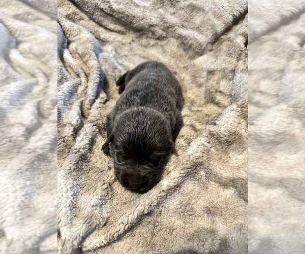 Medium Photo #6 German Shepherd Dog Puppy For Sale in CORNELL, MI, USA