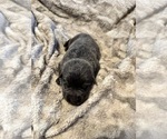Small #5 German Shepherd Dog