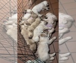 Image preview for Ad Listing. Nickname: Litter of 8