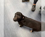 Small #1 Chihuahua