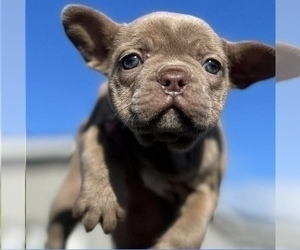French Bulldog Puppy for sale in EMPIRE STATE, NY, USA