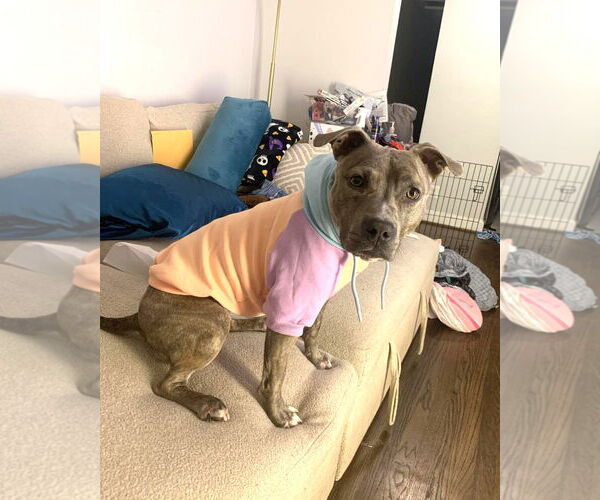 Medium Photo #3 Mutt Puppy For Sale in Rockville, MD, USA