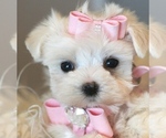 Small #8 Maltese