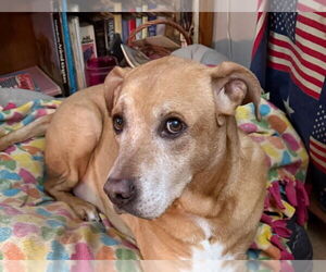 Boxador Dog for Adoption in Wheaton, Illinois USA