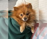 Small #1 Pomeranian