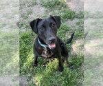 Small #3 Labrador Retriever Mix