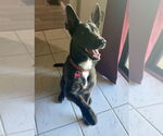 Small #1 Dutch Shepherd  Mix
