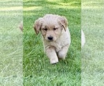 Image preview for Ad Listing. Nickname: Winnie