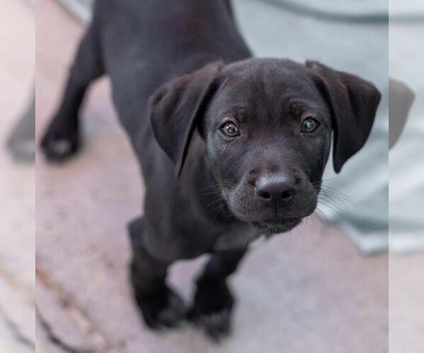 Medium Photo #5 Labrador Retriever-Unknown Mix Puppy For Sale in San Diego, CA, USA