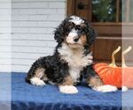 Penny - Female Bernedoodle (Miniature) Puppy for Sale - Photo #2