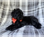 Small #7 ShihPoo