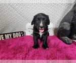 Small #1 Golden Mountain Dog