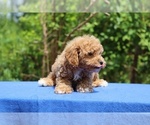 Small #2 Poodle (Toy)
