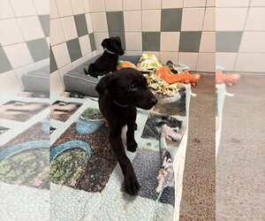 Persephone - Female Mutt Dog for Adoption - Photo #2