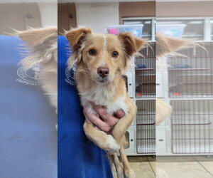 Colonial Cocker Spaniel-Unknown Mix Dogs for adoption in El Centro, CA, USA