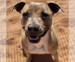 Small Photo #76 American Pit Bull Terrier-Unknown Mix Puppy For Sale in Kanab, UT, USA