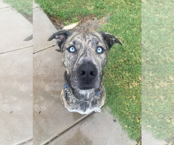 Medium Photo #1 Boxerhoula Puppy For Sale in Chandler, AZ, USA