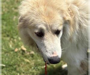 Great Pyrenees-Unknown Mix Dogs for adoption in Tulsa, OK, USA