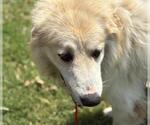 Small Great Pyrenees Mix