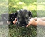 Small Photo #8 Schnauzer (Miniature) Puppy For Sale in MIDDLEFIELD, OH, USA