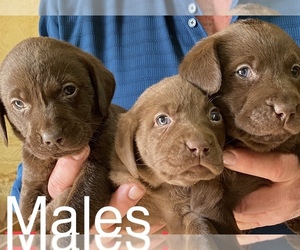 Labrador Retriever Puppy for sale in MOUNT AIRY, NC, USA