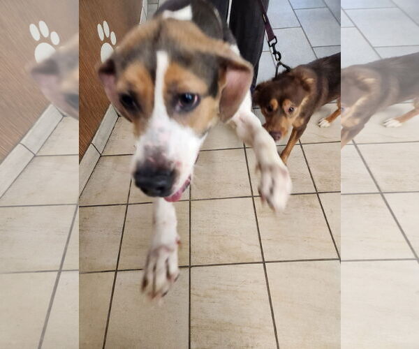 Medium Photo #1 Beagle Puppy For Sale in Virginia Beach, VA, USA
