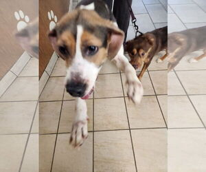 Beagle Dogs for adoption in Virginia Beach, VA, USA