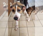 Small Beagle