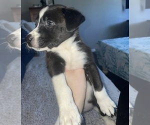 American Pit Bull Terrier-Australian Shepherd Mix Puppy for sale in INDIANAPOLIS, IN, USA