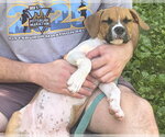 Small #2 Boxer Mix