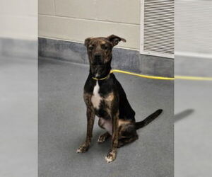 Mutt Dogs for adoption in Glen Allen, VA, USA