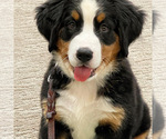 Small Photo #1 Bernese Mountain Dog Puppy For Sale in KENNEWICK, WA, USA