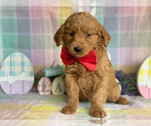 Goldendoodle Puppy for sale in LANCASTER, PA, USA