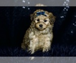 Puppy Mr Sandman YorkiePoo