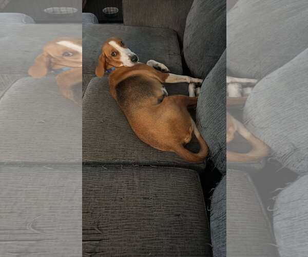 Medium Photo #2 Mutt Puppy For Sale in Woodbury, NY, USA
