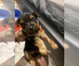 Yorkshire Terrier Puppy for sale in CHICAGO, IL, USA