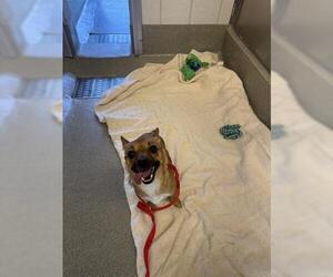 Chihuahua Dogs for adoption in San Martin, CA, USA