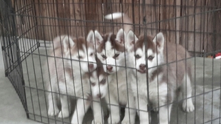 Siberian Husky Puppy for sale in HOMELAND, CA, USA