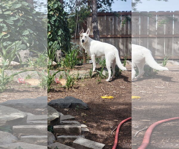 Medium Photo #14 Siberian Husky-Unknown Mix Puppy For Sale in Sandy, UT, USA