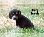 Small #7 Beagle