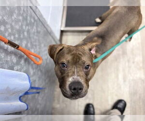 Mutt Dogs for adoption in Ames, IA, USA